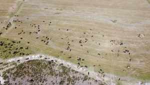 Annesinin düğün hediyesi "manda" geçim kaynağı oldu