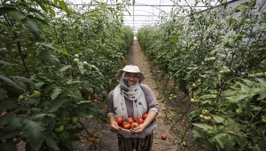 Ata tohumundan yüksek proteinli domates suyu için kadın girişimciler kolları sıvadı