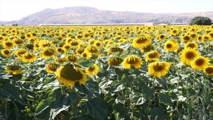 Ayçiçeği ekim alanı 22 kat artan Sivas'ta 45 bin ton rekolte bekleniyor