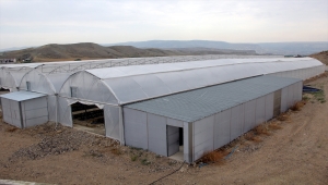 Beypazarı Belediyesinin örnek meyve bahçesinde yetiştirilen çilekler, öğrencilere dağıtıldı