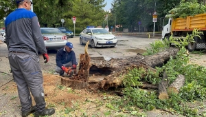 Eskişehir'de hafif ticari aracın üzerine ağaç devrildi