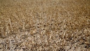 Eskişehir'de yağlı tohum bitkisi pelemir hasadı yapıldı