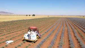 Güneysınır'da lavanta hasadı yapıldı