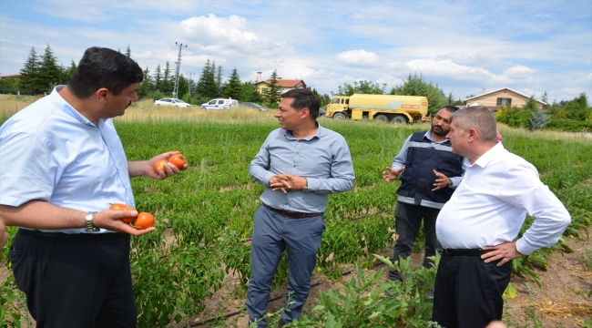 Kahramankazan'da belediye çalışanları, ihtiyaç sahipleri için sebze üretiyor