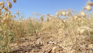 Karaman'da nohut hasadı sürüyor