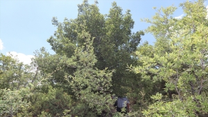 Karamanlı profesör, binin üzerinde yabani geyicek fidanının bakımını yaptırdı