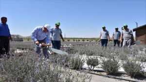 Karapınar'da lavanta hasadı yapıldı