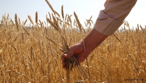 Kayseri Bünyan'da çiftçinin çilesi! Tır başına 3-4 bin lira ek maliyet