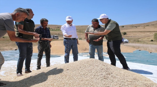 Kayseri'de ata tohumu "gacer" buğdayı hasat edildi