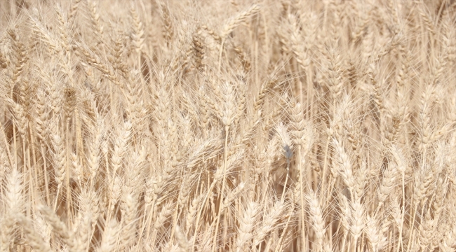 Kayseri'de atıl arazilere ekilen yazlık buğday hasat edildi 