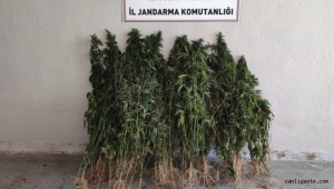 Kayseri'de ayçiçeği tarlasına kenevir eken şahıs yakalandı