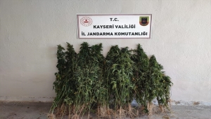 Kayseri'de ayçiçeği tarlasında kenevir bulundu