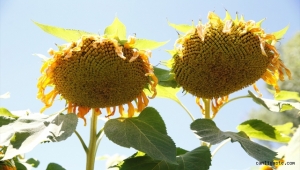 Kayseri'de çerezlik ayçiçeği ekimi yaygınlaşıyor