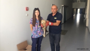 Kayseri'de yaralı bulunan şahin tedaviye alındı