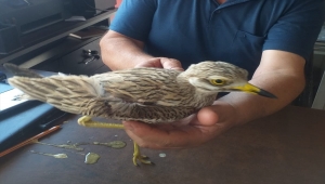 Kayseri'de yaralı kocagöz kuşu tedaviye alındı