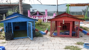 "Kedi Köyü" engelli, hamile ve yavru kedilerin yuvası oldu