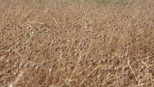 Kırıkkale'de çörek otu ekim alanı 3 yılda 32 katına çıktı