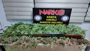 Konya'da 118 kök Hint keneviri ele geçirildi