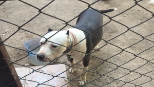 Konya'da pitbull besleyen kişiye 14 bin 982 lira para cezası verildi