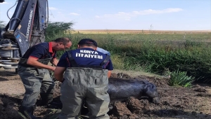 Kulu'da dereye düşen inek kurtarıldı