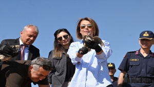 Nevşehir'de 500 kınalı keklik doğaya salındı