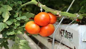Sivas'ta cam serada üretilen domateslerin hasadına başlandı