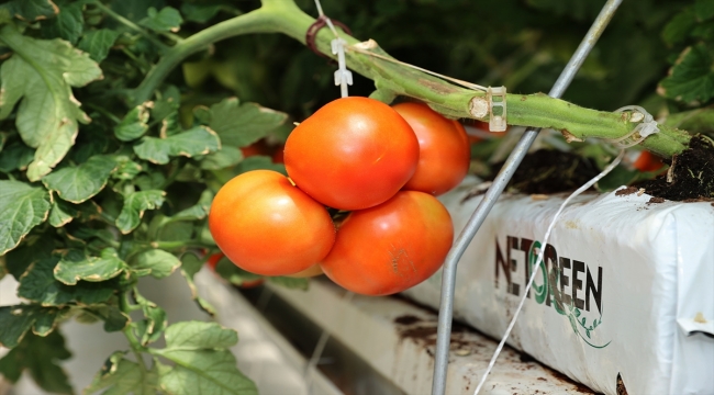 Sivas'ta cam serada üretilen domateslerin hasadına başlandı