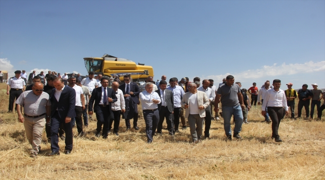 Sivas'ta "Habeş buğdayının" hasadına başlandı