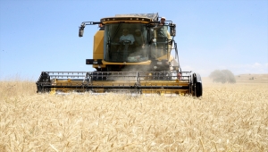 Sivas'ta kuraklık geçti, buğdayda verim arttı