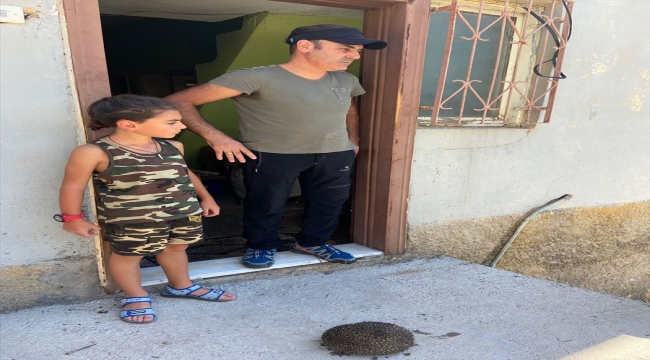 Sivas'ta yanan otluk alandaki kirpiyi vatandaş kurtardı