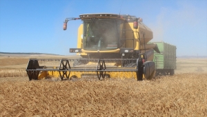 Yozgat'ta atalık buğdayların hasadı yapıldı