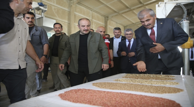 Bakanlar Varank ile Kirişci, Şereflikoçhisar'da tohum eleme tesisini ziyaret etti