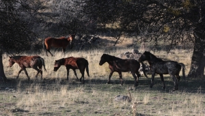 Beypazarı'nda yılkı atları görüntülendi 