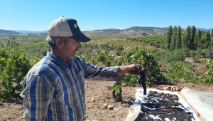 Bozkır'da aileler pekmez kaynatmaya başladı