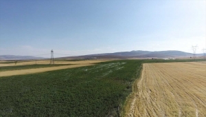 Bünyan-Sarıoğlan Sulaması ile 100 bin 900 dekar alan suya kavuştu