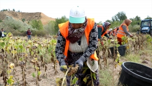 Çankırı'da ihtiyaç sahipleri için ekilen ayçiçeğin hasadı yapıldı