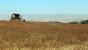 Denemek için başladığı karabuğday üretiminde devlet desteğiyle ihracata başladı