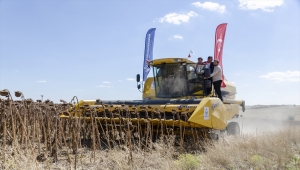 Kahramankazan'da yağlık ayçiçeği hasadı başladı