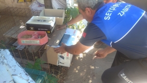 Kanadı kırık atmacaya güvenlik güçleri sahip çıktı