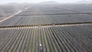 Karaman'da 1 milyon 750 bin elma ağacının bulunduğu bahçede hasat başladı