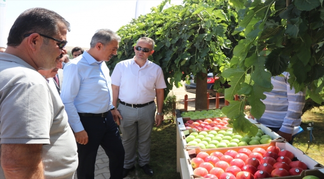 Karaman Valisi Tuncay Akkoyun elma hasadına katıldı