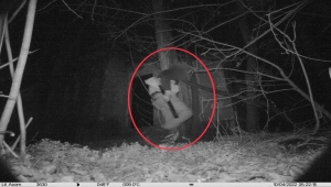 Kayseri'de jandarma fotokapan sayesinde 35 şüpheliyi yakaladı