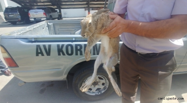 Kayseri'de yol kenarında yaralı bulunan tavşan tedaviye alındı