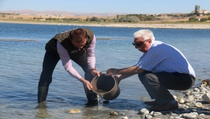 Kırşehir'de göllere 450 bin sazan yavrusu bırakıldı