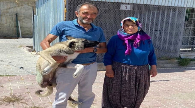 Kırşehir'de yaralı bulunan köpek tedavisinin ardından sahiplendirildi