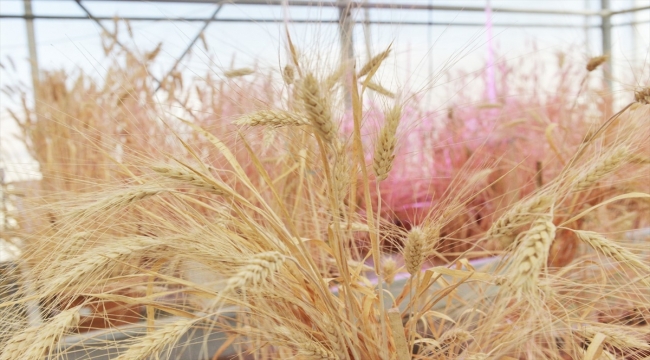 KMÜ'de buğday tohumu ıslah süresi 12-13 yıldan 3-4 yıla düşürüldü