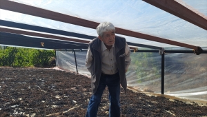 Konya'da sezonun son üzümleri sergi altında kurutuluyor