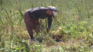 Konya'nın ata tohumuyla üretilen tescilli fasulyesi Avrupa sofralarında 