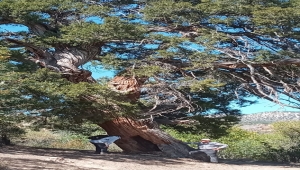 Nallıhan'da anıt ağaçlar kayıt altına alınıyor