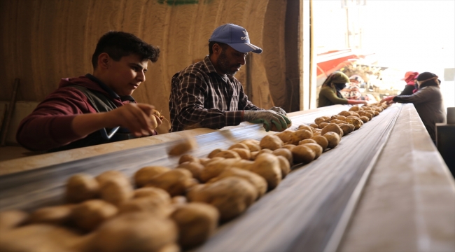 Nevşehir'deki depolarda yerini alan patateste tedarik sorunu öngörülmüyor